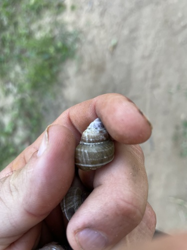 Bellamya trochlearis