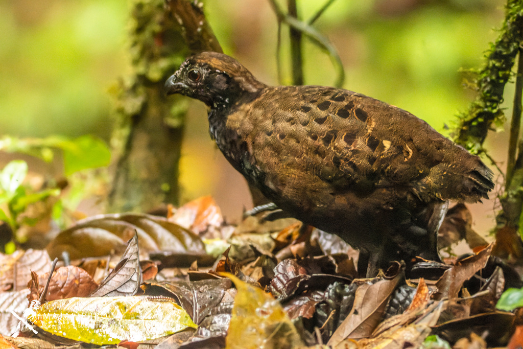 Black-breasted Wood-Quail (Odontophorus leucolaemus) photo