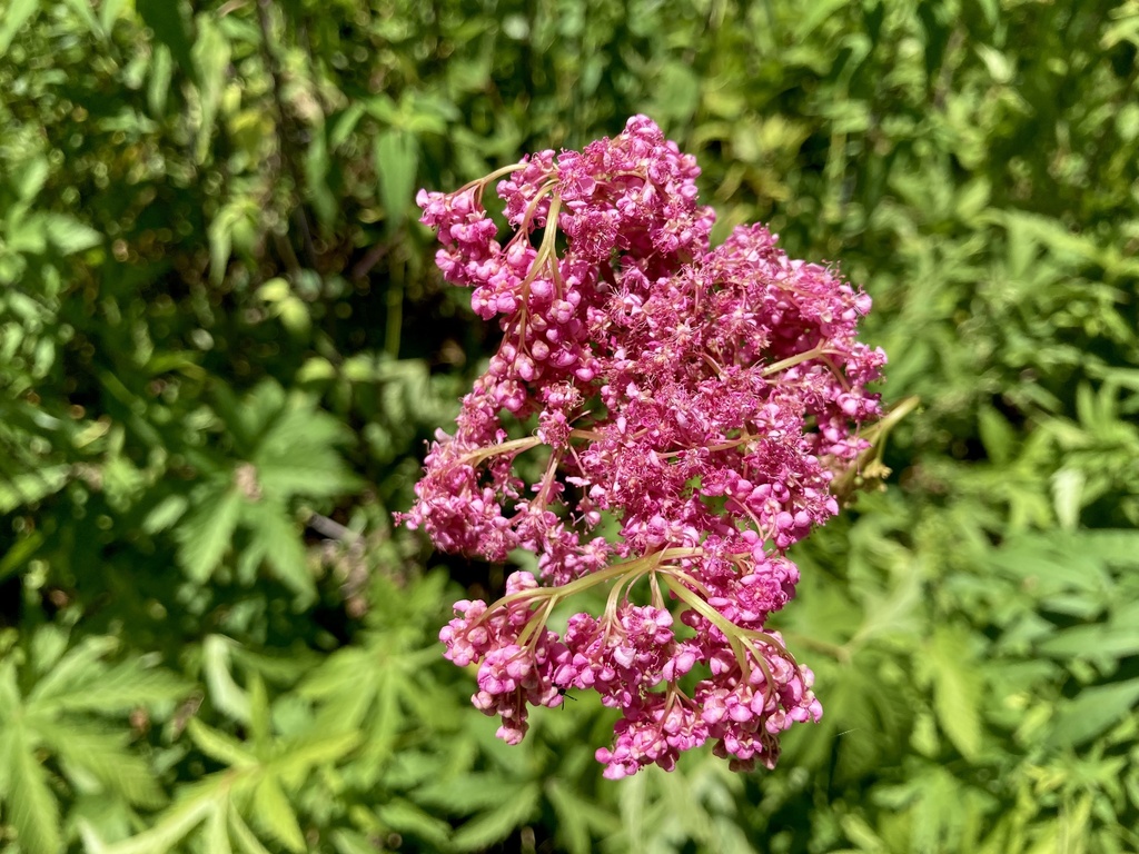queen of the prairie from Loop Rd, Villa Ridge, MO, US on June