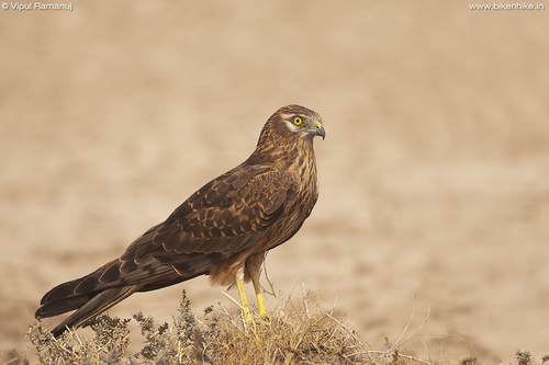 Montagu's Harrier