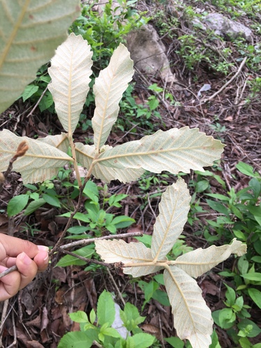 Quercus peduncularis