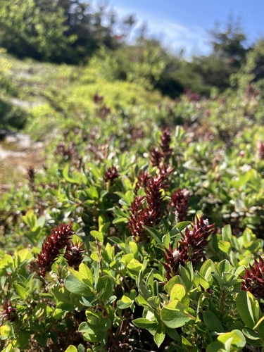 Salix uva-ursi iNaturalist observation
