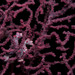 Observation photo