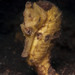 Observation photo