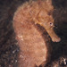 Observation photo