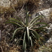 Agave sobria sobria - Photo (c) quirino, all rights reserved, uploaded by quirino