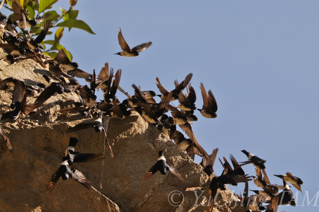 Nepal House-Martin (Delichon nipalense) photo