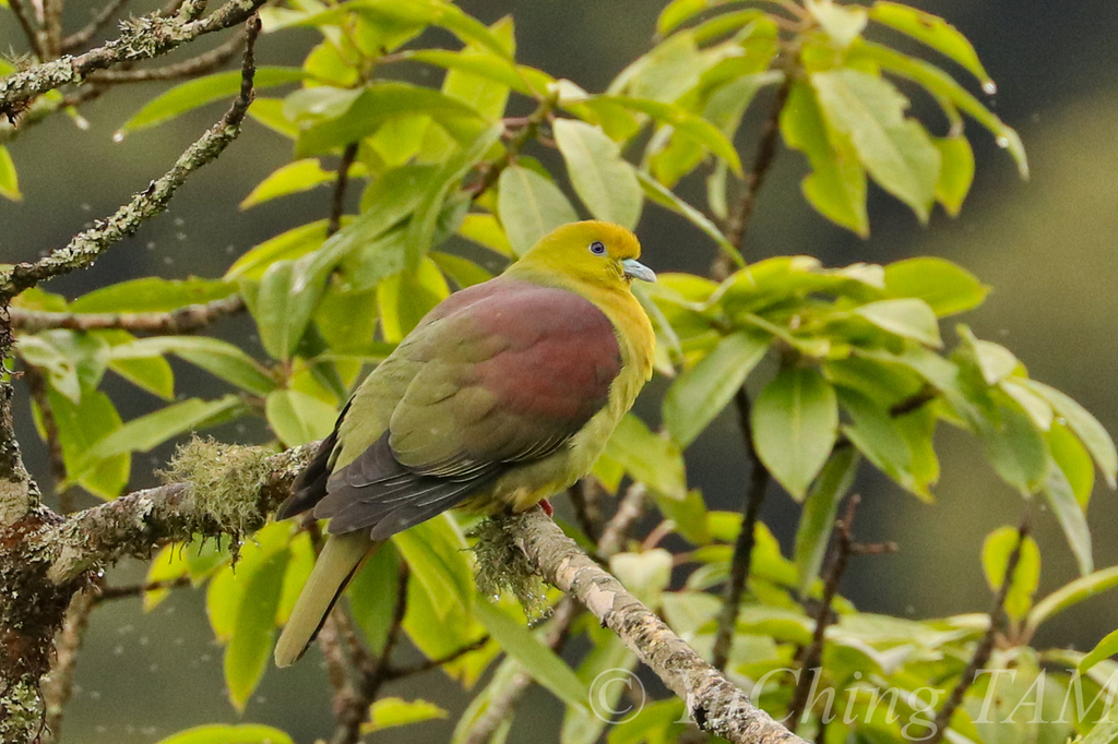 Wedge-tailed Green-Pigeon (Treron sphenurus) photo