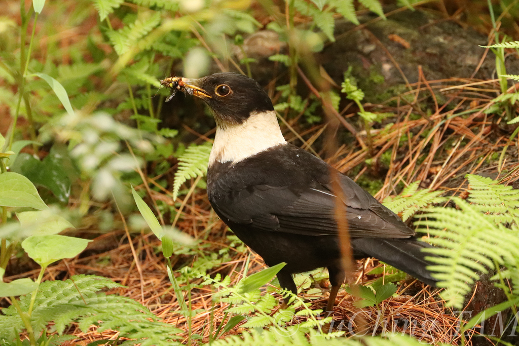 White-collared Blackbird (Turdus albocinctus) photo