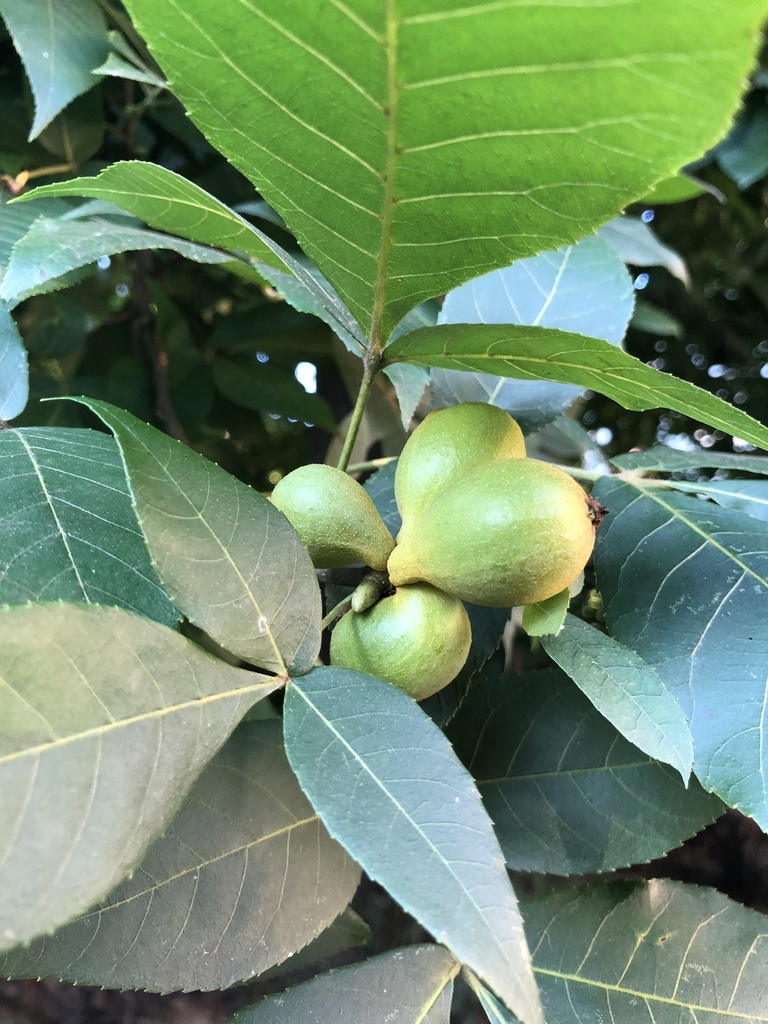 Carya glabra