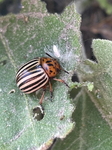 Colorado Potato Beetle