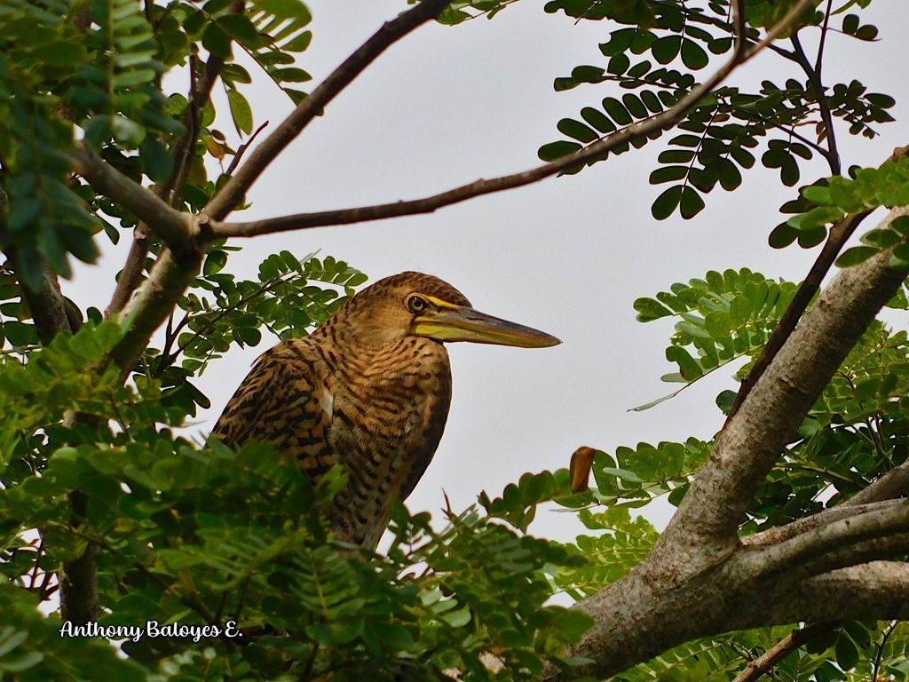 Neotropical Tiger-Herons from Provincia de Puntarenas, Costa Rica on ...