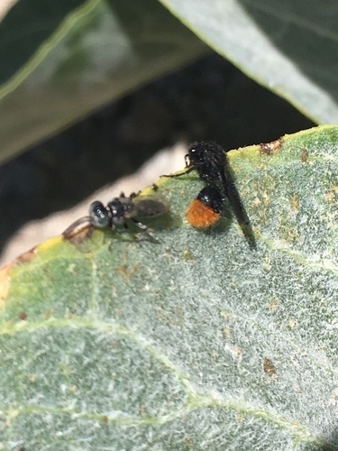 Thistledown Velvet Ant