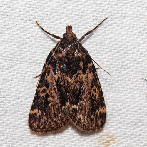 Stored grain moth