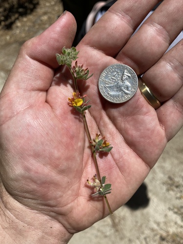iNaturalist observation photo of Heermann's Lotus