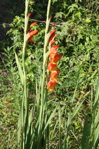 Dragon's-head Lily