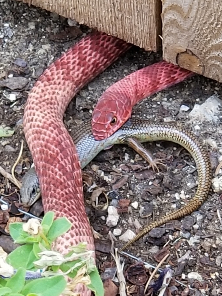 Western Coachwhip from Sandia Park, NM 87047, USA on August 18, 2020 by ...