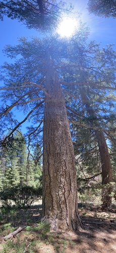 iNaturalist observation photo of Western Ponderosa Pine
