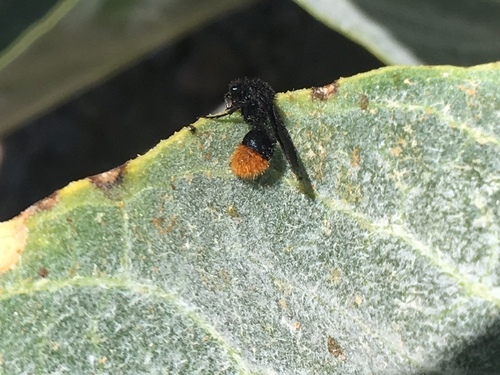 Thistledown Velvet Ant