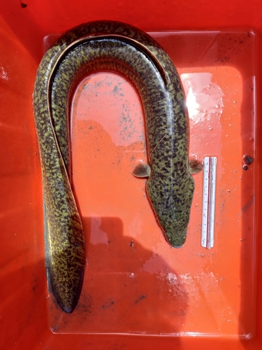 Marbled Eel