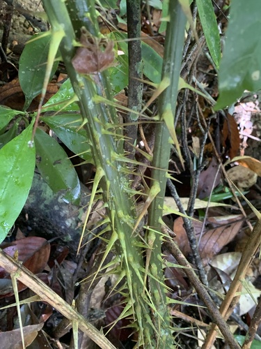 Osier-like rattan palm (Calamus viminalis)