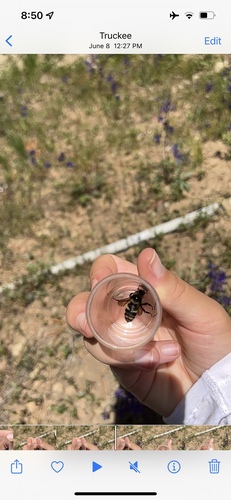 iNaturalist observation photo of Yellow-fronted Bumble Bee