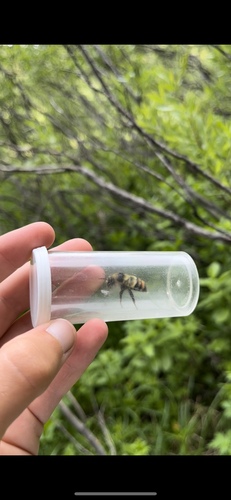 iNaturalist observation photo of Bumble Bees
