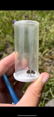 iNaturalist observation photo of Fuzzy-Horned Bumble Bee