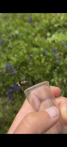 iNaturalist observation photo of Bumble Bees