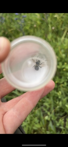 iNaturalist observation photo of Bumble Bees