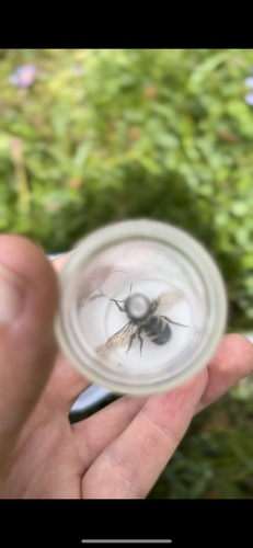 iNaturalist observation photo of Yellow-fronted Bumble Bee