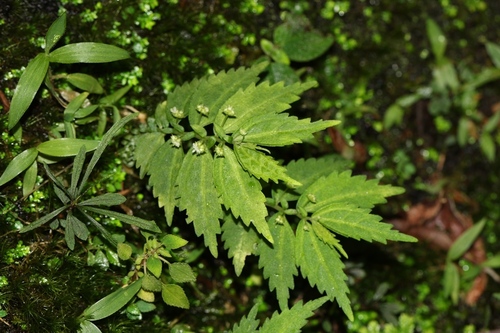 Elatostema monandrum