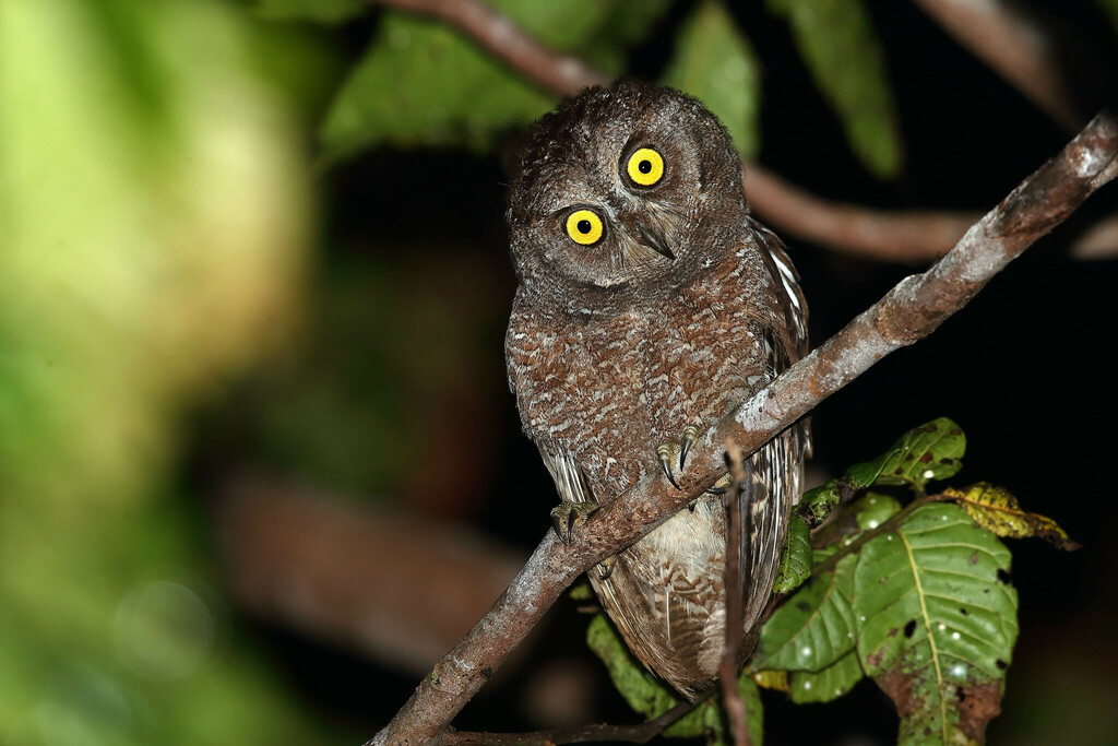 Biak Scops-Owl photo