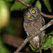 Biak Scops-Owl - Photo (c) Carlos N. G. Bocos, all rights reserved, uploaded by Carlos N. G. Bocos