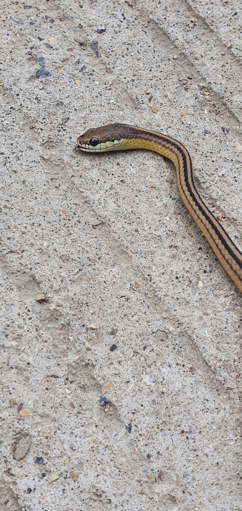 Philippine Liopeltine Snake from 4WRP+M4P, Busuanga, Palawan ...