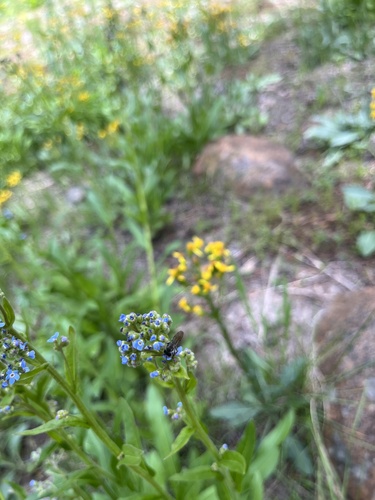 iNaturalist observation photo of Miner, Fairy, Allied Panurgine, and Oxaeine Bees