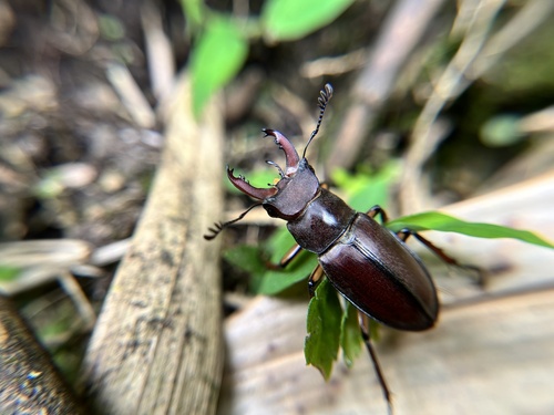 Lucanus Datunensis · Inaturalist