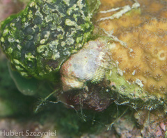 Image of Coralliophila galea