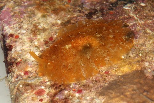 Pleurobranchus albiguttatus (Bergh, 1905)