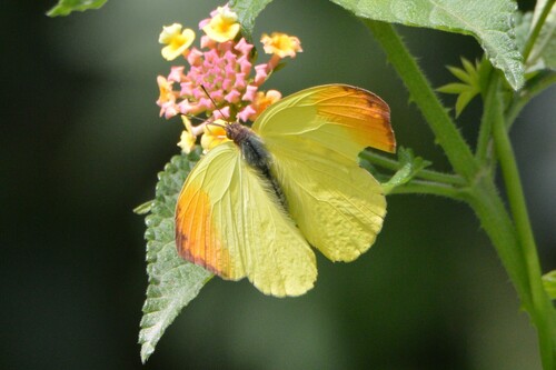 Autumnleaf Vagrant