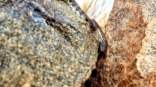 Spotted Python sighting