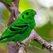 Green Broadbill - Photo (c) Chan Chee Keong, all rights reserved, uploaded by Chan Chee Keong