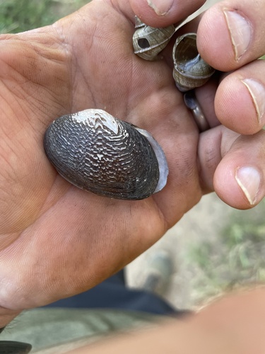 Coelatura hauttecoeuri