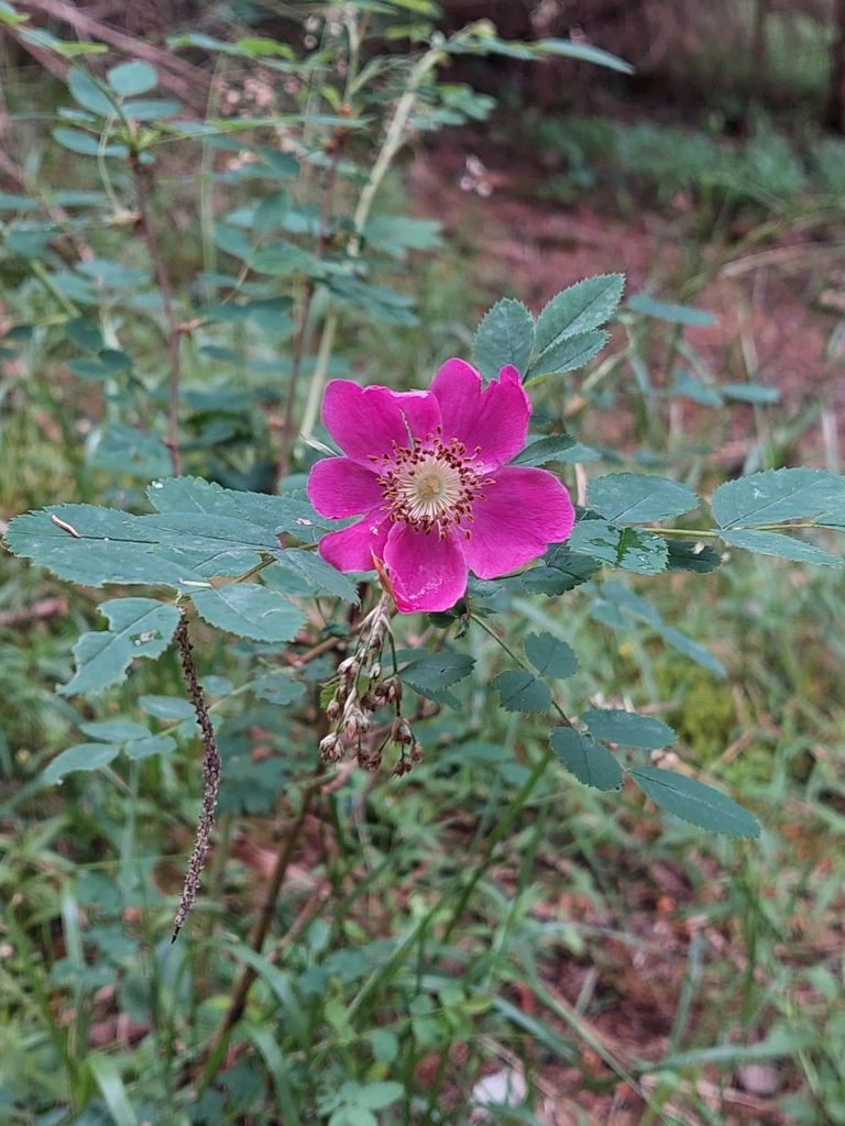 roses-from-7083-lantsch-lenz-schweiz-on-june-21-2022-at-10-05-am-by