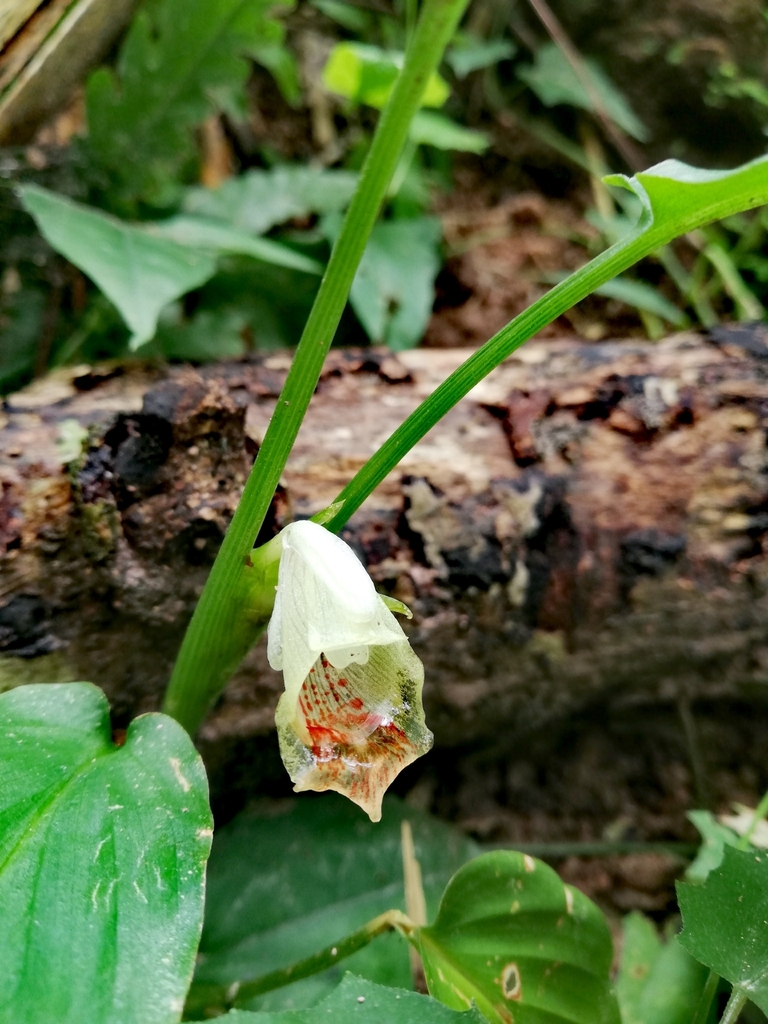 Boesenbergia petiolata (Boesenbergia petiolata)