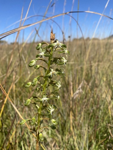 Smallface Ghost Orchid