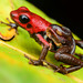 Poison Dart Frogs - Photo (c) Andrés Mauricio Forero Cano, all rights reserved, uploaded by Andrés Mauricio Forero Cano
