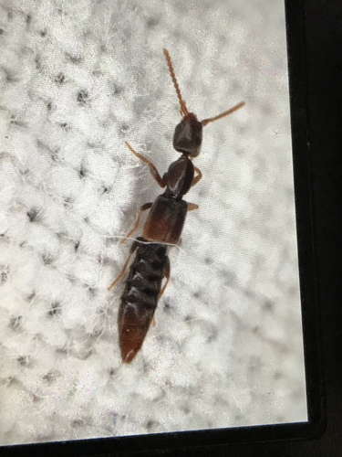 Scopaeus