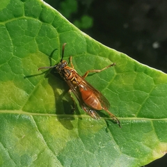 Mischocyttarus collarellus image