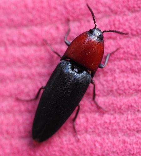 Parallelostethus attenuatus (Say, 1825)